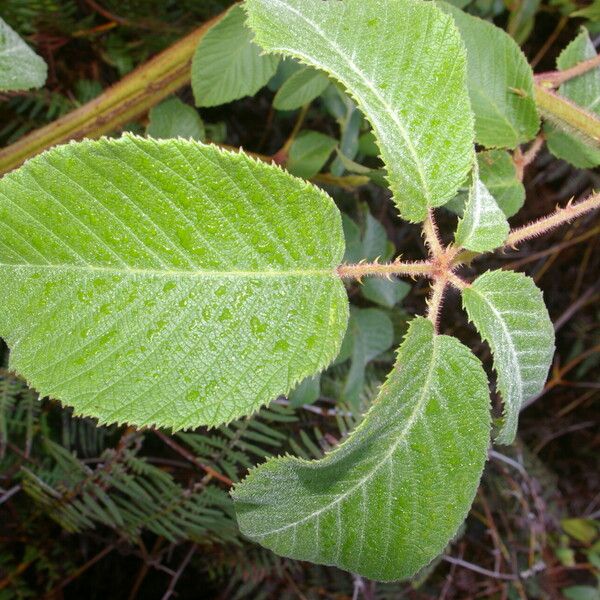 Rubus adenotrichos Листок