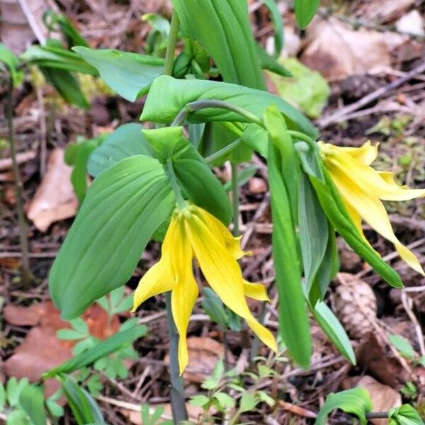 Uvularia grandiflora 花