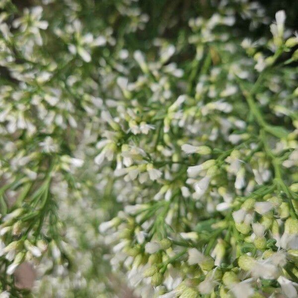 Baccharis pilularis Blomst