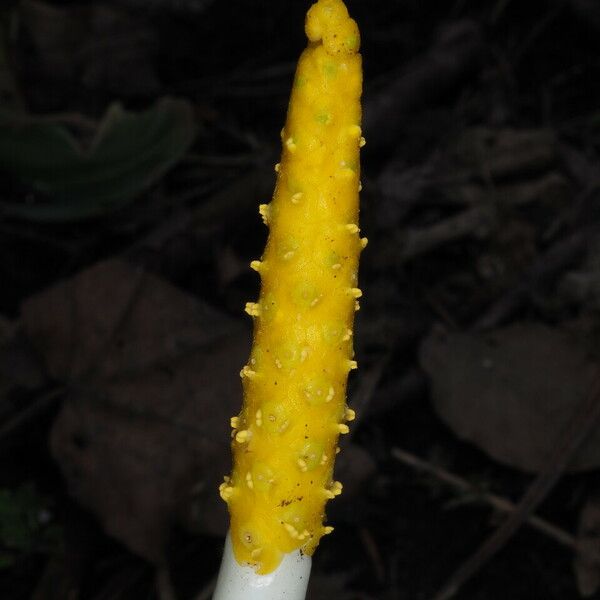 Orontium aquaticum Flower