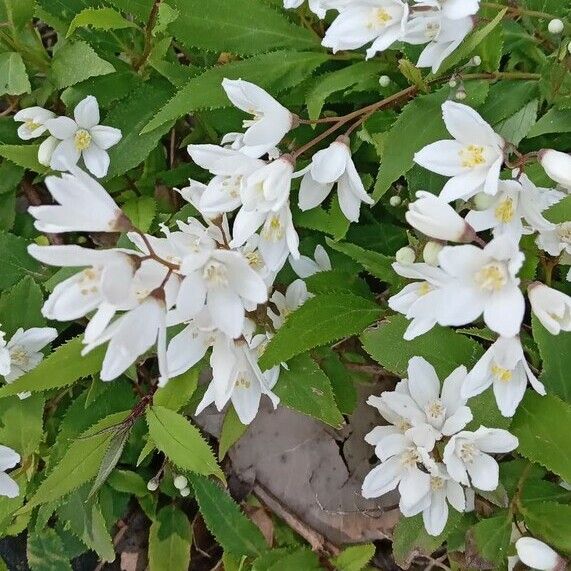 Deutzia crenata പുഷ്പം