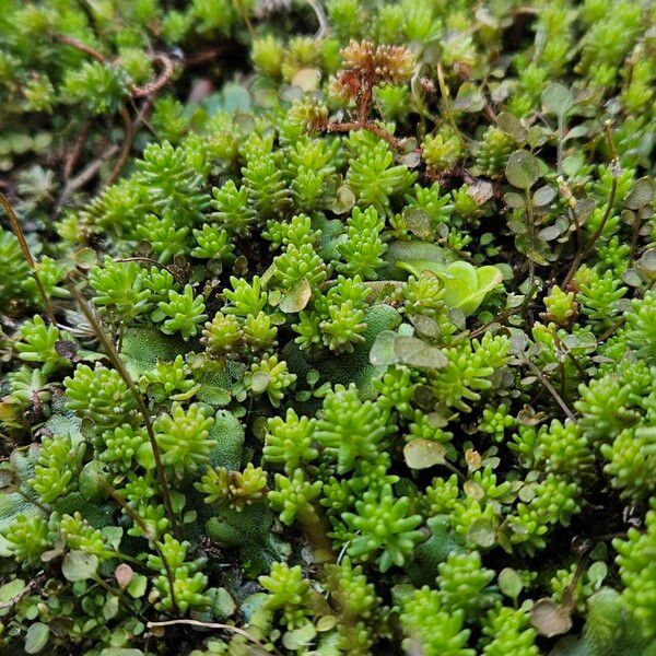 Sedum sexangulare Hábito