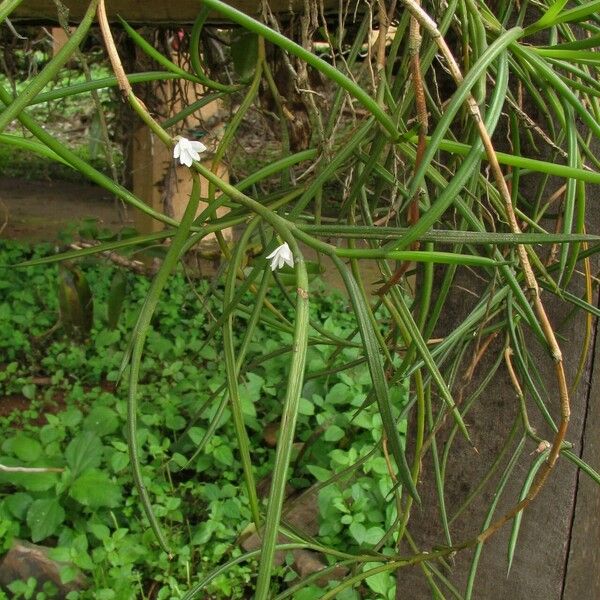 Afropectinariella subulata Buveinė