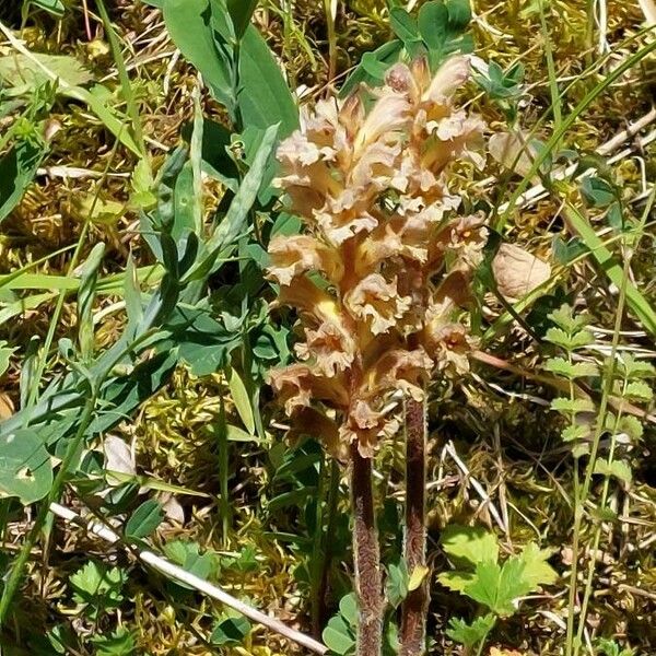 Orobanche lutea Blomma