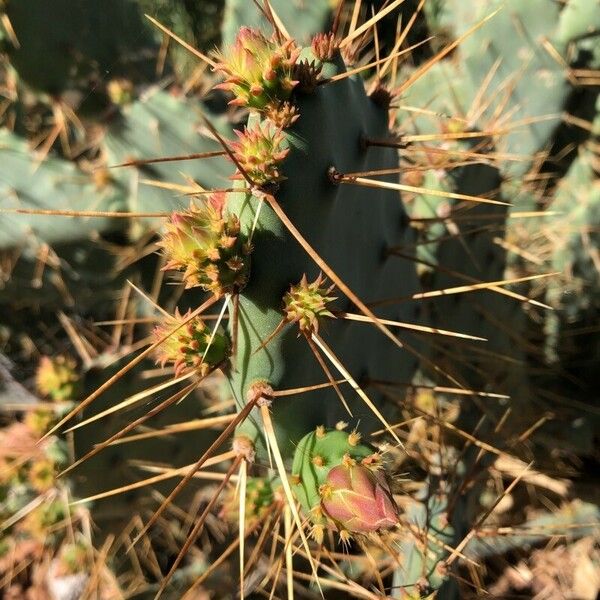 Opuntia elatior Fruit