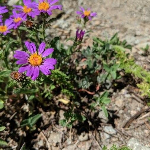 Dieteria canescens Flower