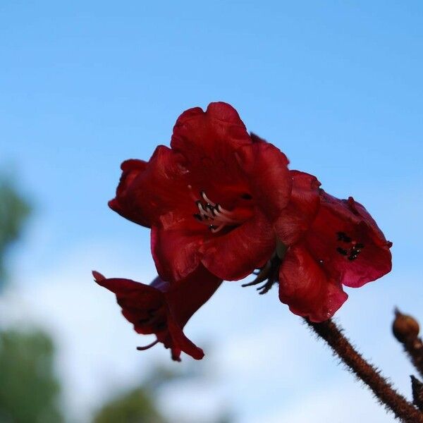 Rhododendron beanianum Blomst