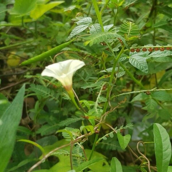 Xenostegia tridentata Flower