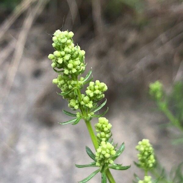 Galium lucidum Plod