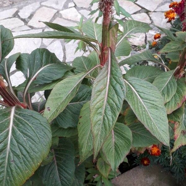 Celosia argentea Leaf