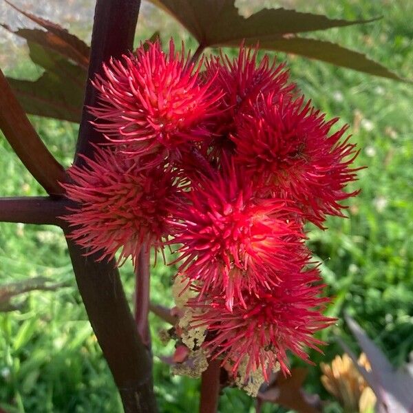 Ricinus communis Flor