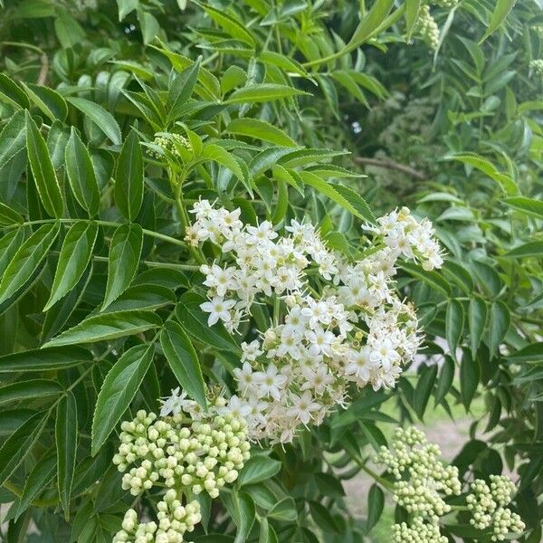 Sambucus australis Çiçek