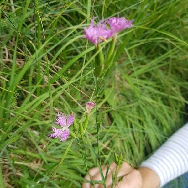 Dianthus superbus Blüte