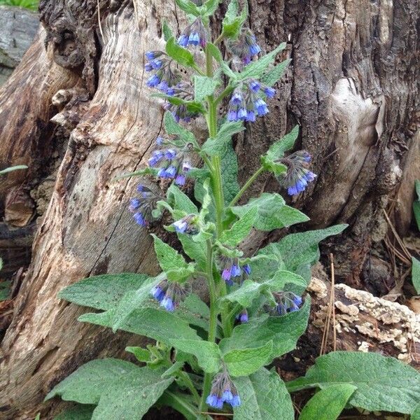 Symphytum officinale Flor