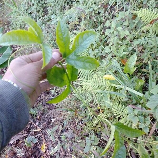 Passiflora edulis Frunză