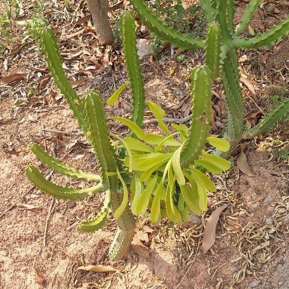 Euphorbia neriifolia Hàbitat