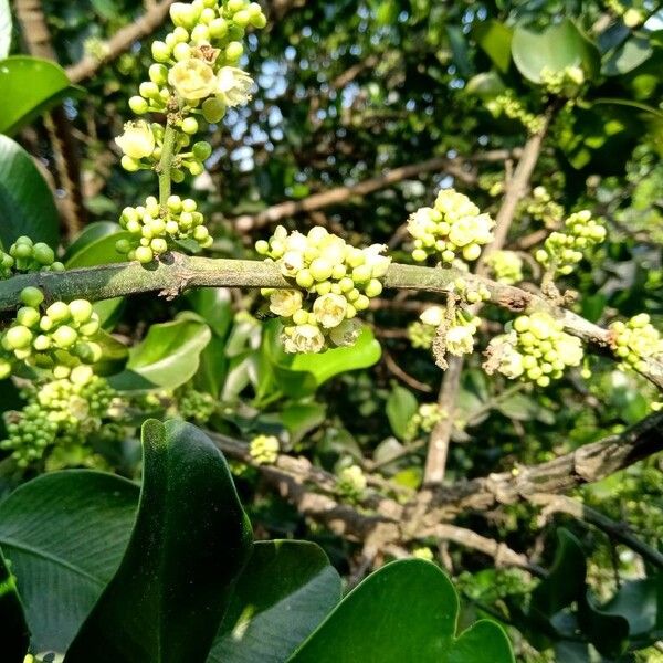 Scutia myrtina Blomma