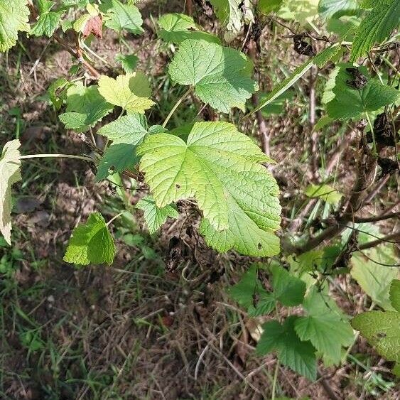 Ribes nigrum Blad