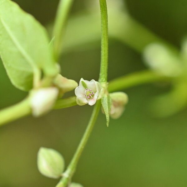 Fallopia convolvulus Virág