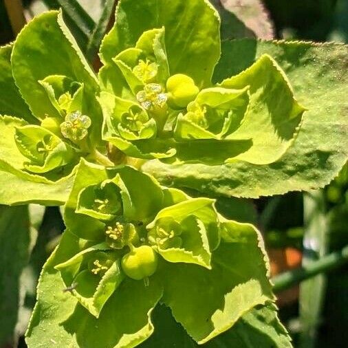 Euphorbia helioscopia Kwiat