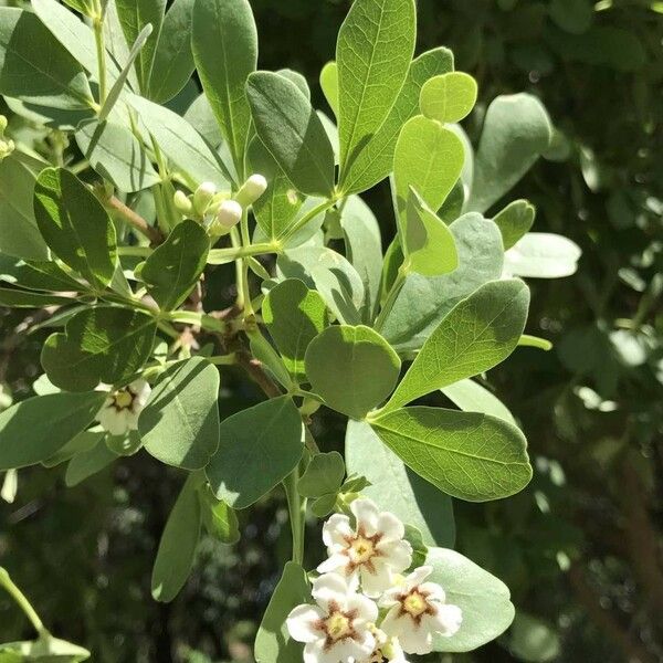 Schrebera alata Blüte