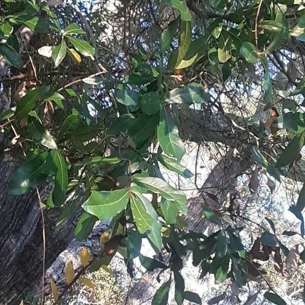 Quercus virginiana Blad