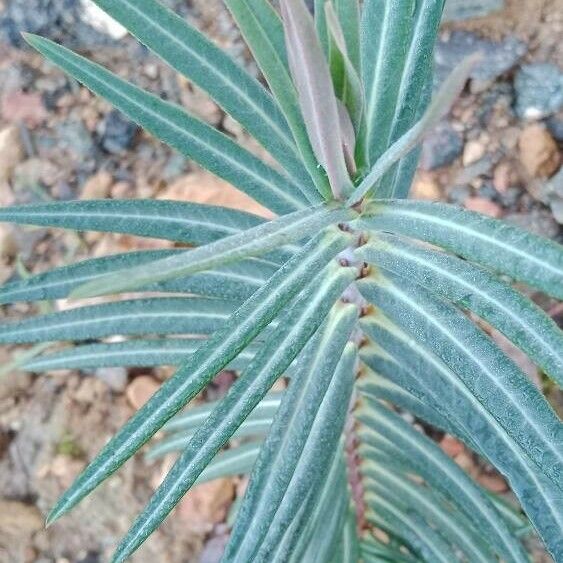 Euphorbia lathyris Folha