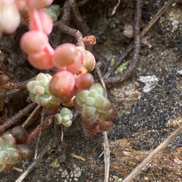 Sedum brevifolium Лист