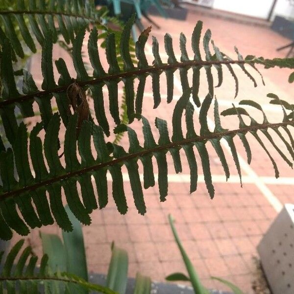 Polypodium virginianum Лист