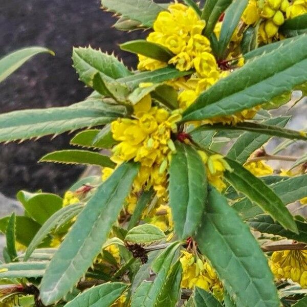 Berberis julianae Cvet