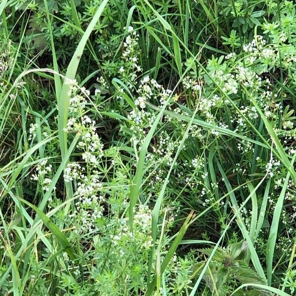 Galium elongatum Fiore