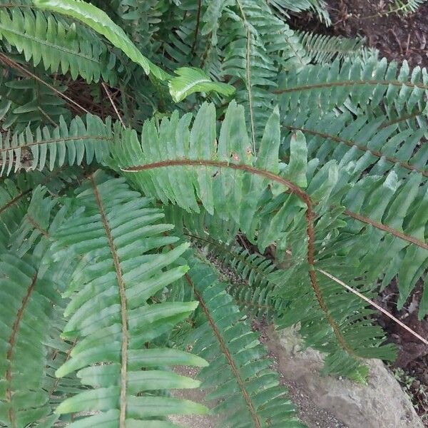 Nephrolepis cordifolia Blad