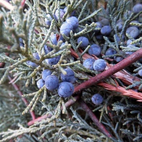 Cupressus arizonica Fruit