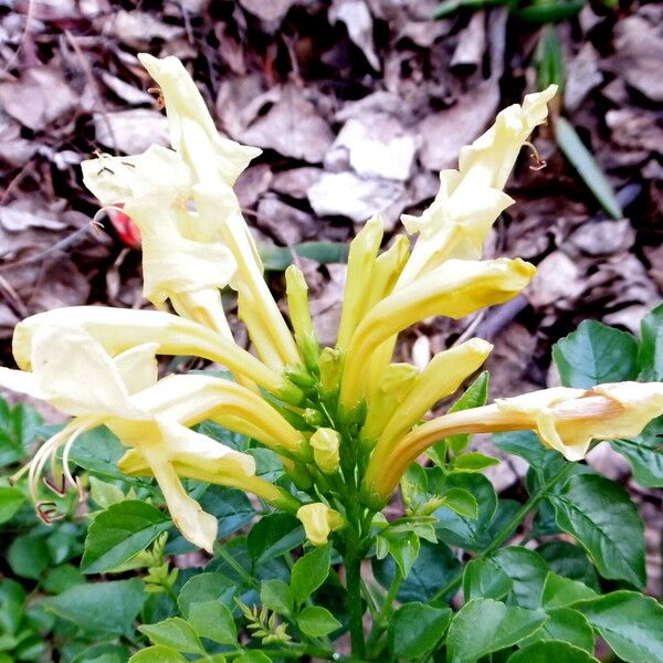 Tecomaria capensis Fiore