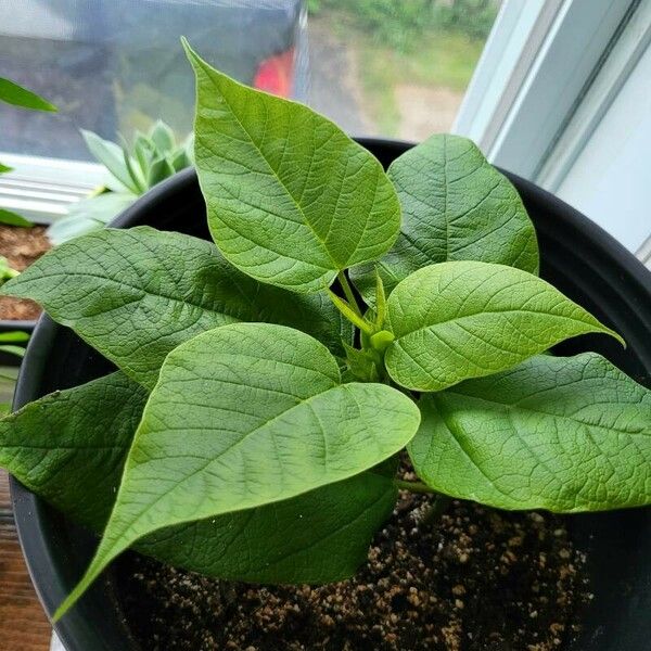 Catalpa speciosa Лист