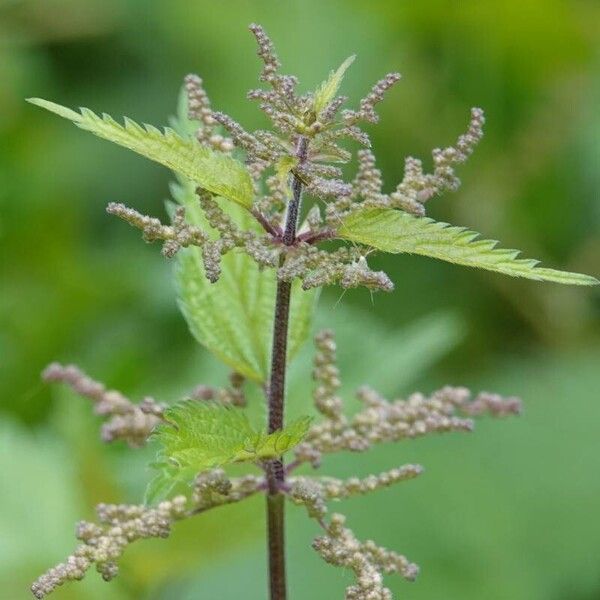 Urtica dioica Blüte