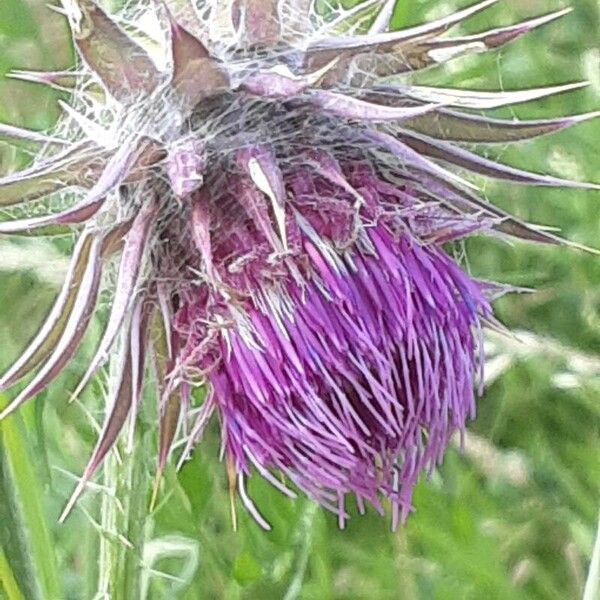 Carduus nutans Fiore