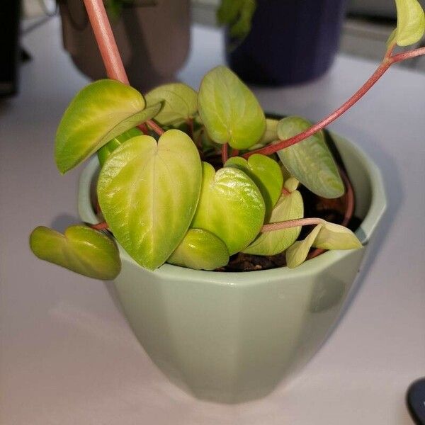 Peperomia rotundifolia Blad