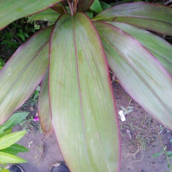 Cordyline fruticosa पत्ता