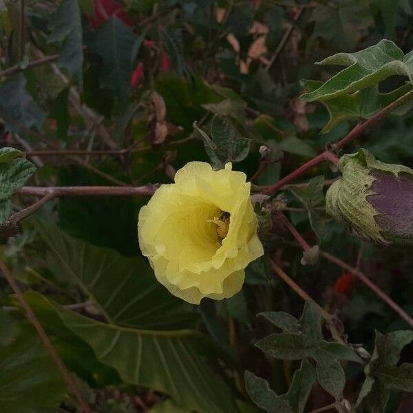 Gossypium barbadense Цветок