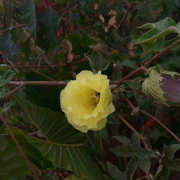 Gossypium barbadense Flor