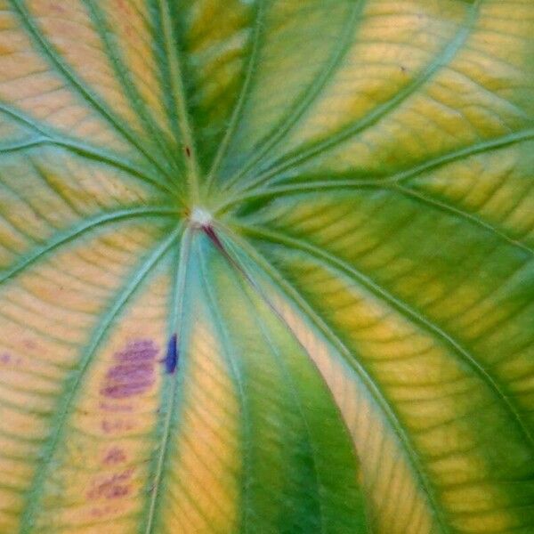 Sagittaria latifolia Leaf