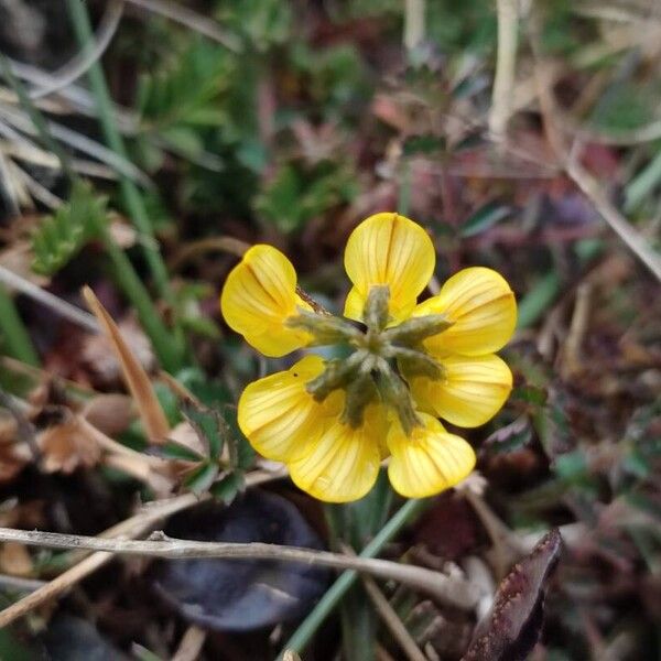 Hippocrepis scorpioides Flor