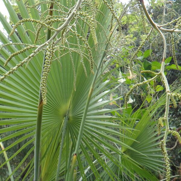 Brahea aculeata Flors