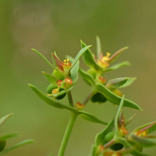 Euphorbia exigua Blomma