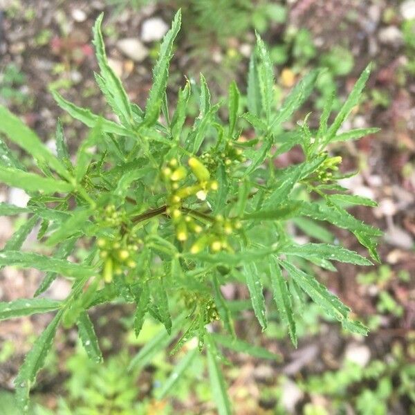 Tagetes minuta 葉