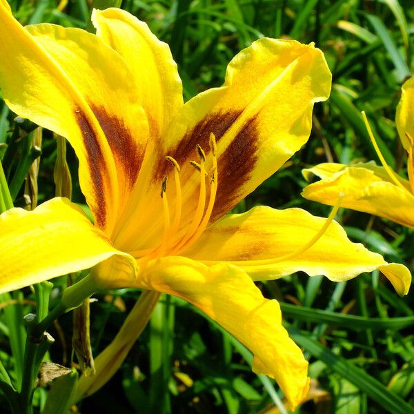 Hemerocallis lilioasphodelus Blomma