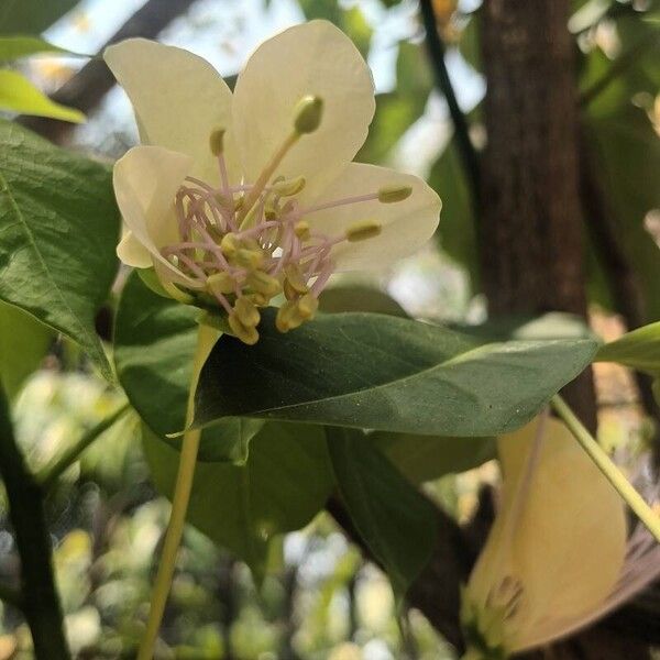 Crateva religiosa Flower