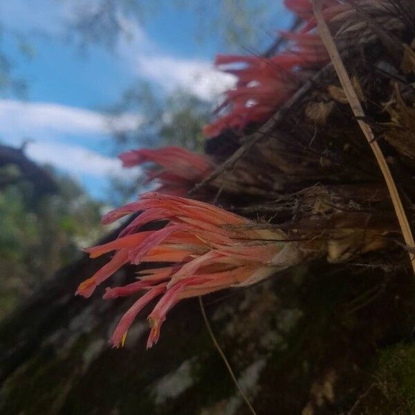 Pitcairnia heterophylla Flower