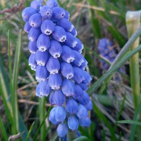 Muscari armeniacum Blomst